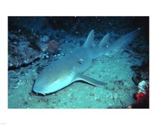 Nurse Shark | Obraz na stenu