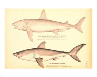 Porbeagle Basking Shark Drawing | Obraz na stenu