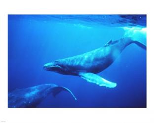Humpback whales in the singing position | Obraz na stenu