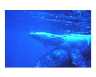 Humpback whale mother and calf | Obraz na stenu