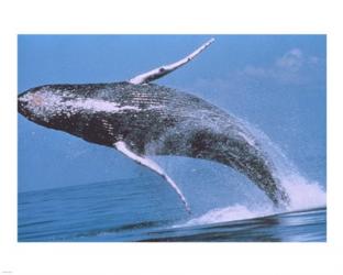 Humpback whale breaching | Obraz na stenu