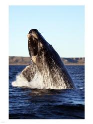 Southern right whale | Obraz na stenu