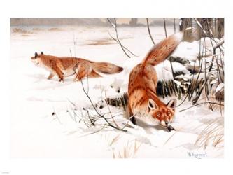 Common Foxes in the Snow | Obraz na stenu
