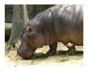Face Hippopotamus Amphibius Mexico | Obraz na stenu