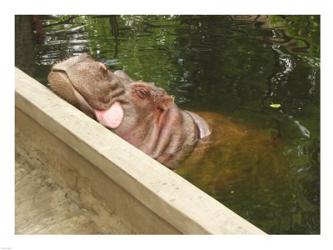 Hipopotam - Warszawskie Zoo | Obraz na stenu