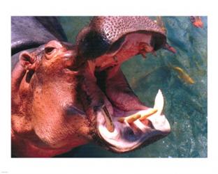 Hippo Mouth | Obraz na stenu