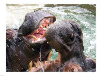 Hippopotamus at Barcelona Zoo | Obraz na stenu