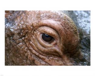 Hippopotamus | Obraz na stenu