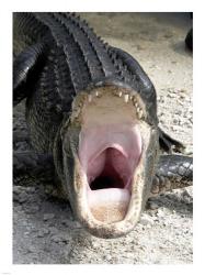Alligator Mississippiensis Yawn | Obraz na stenu