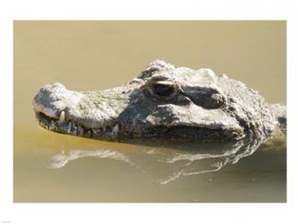 Caiman Displaying Fourth Tooth | Obraz na stenu