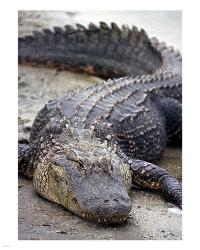 Florida Alligator | Obraz na stenu
