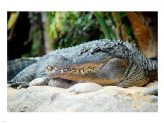 Loro Parque Alligator | Obraz na stenu