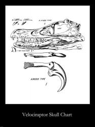 Velociraptor Skull Chart | Obraz na stenu