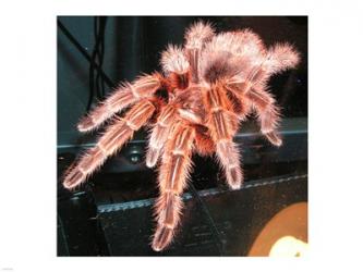 Chilian Fire Hair Tarantula | Obraz na stenu