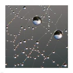 Dew on Spider Web | Obraz na stenu
