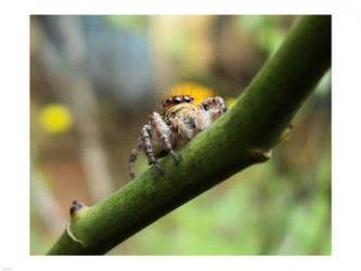 Small Spider | Obraz na stenu