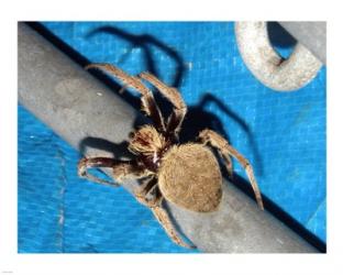 Spider, Garden Orb Weaver | Obraz na stenu