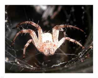 Spider In Web | Obraz na stenu