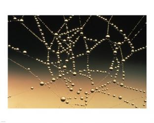 Water Drops on Spiderweb | Obraz na stenu