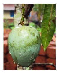 Mango hanging from  a tree | Obraz na stenu