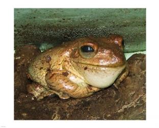 Cuban Tree Frog | Obraz na stenu