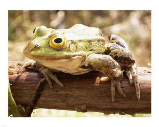 Frog on Bough | Obraz na stenu