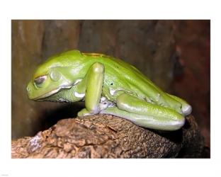 Waxy Tree Frog | Obraz na stenu