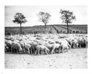 Cyclists passing a herd of sheep, Tour de France 1938 | Obraz na stenu