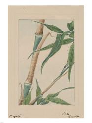 Bamboo Tree Detail | Obraz na stenu