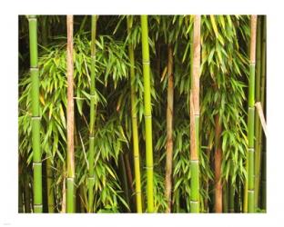 Bamboo Richelieu | Obraz na stenu