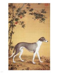 Greyhound by Bamboo | Obraz na stenu