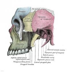 Skull Diagram | Obraz na stenu