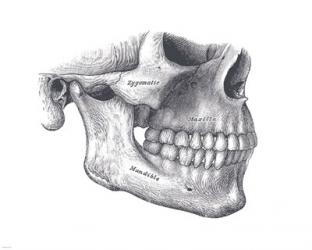 Skull Diagram | Obraz na stenu