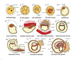 Human Embryogenesis | Obraz na stenu