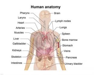 Man shadow anatomy | Obraz na stenu