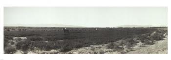 Alfalfa fields, Pre City Las Vegas, Nevada | Obraz na stenu