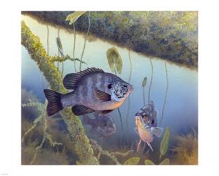 Redear Sunfish | Obraz na stenu