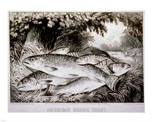 American Brook Trout | Obraz na stenu