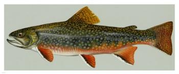 Brook trout | Obraz na stenu