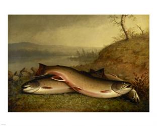 Brooklyn Museum - Trout - Walter M. Brackett | Obraz na stenu