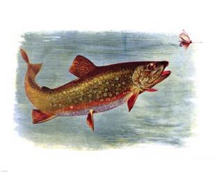 Brook Trout American Fishes | Obraz na stenu