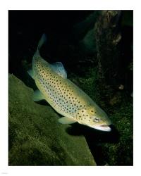 Brown Trout | Obraz na stenu