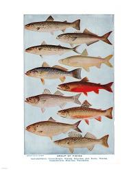 Group of Fishes | Obraz na stenu
