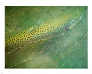 Madison River Brown Trout | Obraz na stenu