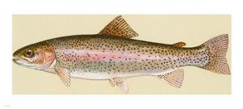 Rainbow trout | Obraz na stenu