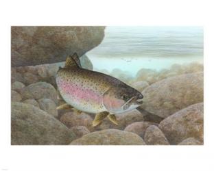 Rainbow trout | Obraz na stenu