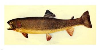 Yellowstone cutthroat trout | Obraz na stenu