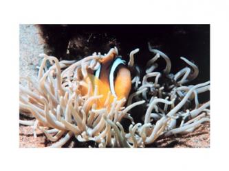 Clown fish in coral reef | Obraz na stenu