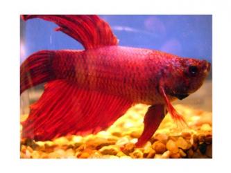 Red Betta Fish | Obraz na stenu