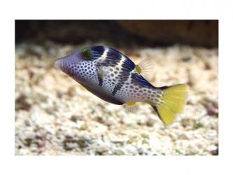 Sharpnose Puffer | Obraz na stenu